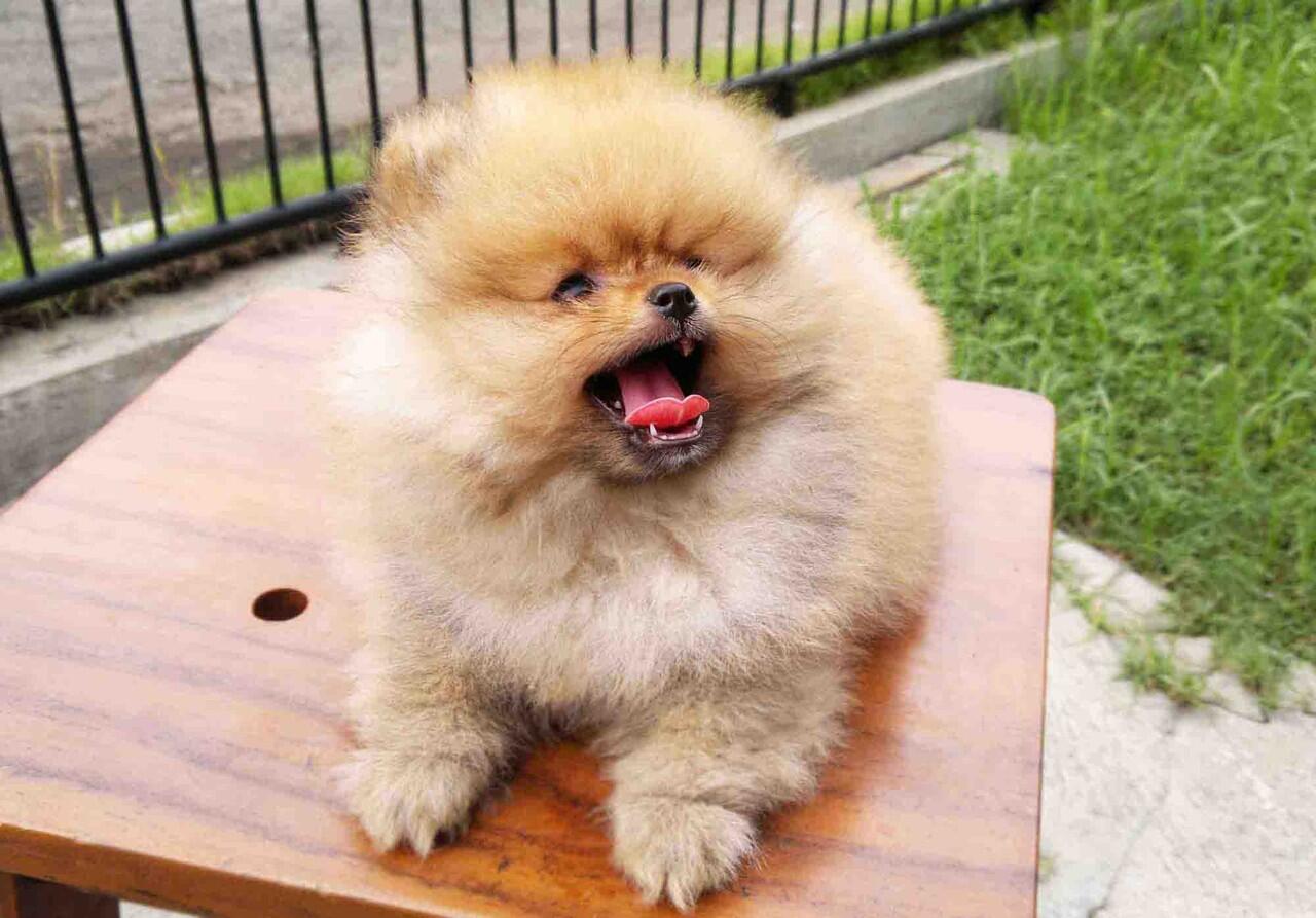 Terjual SALE SUPER CUTE MINI POMERANIAN ! ! KASKUS