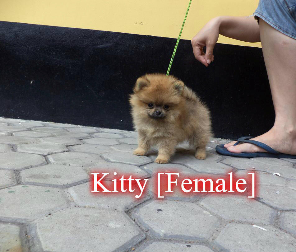 Puppies Pomeranian