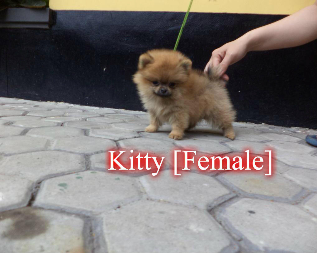 Puppies Pomeranian