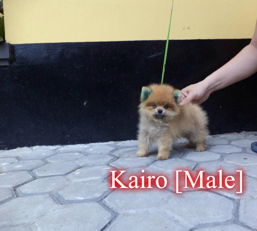 Puppies Pomeranian