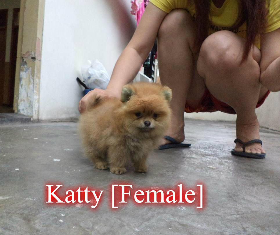 Puppies Pomeranian