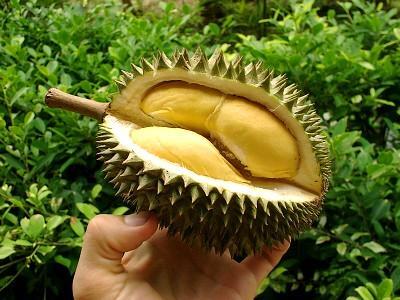 Tips Untuk Memilih Durian Yang Matang !!