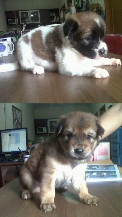 HIBAH 2 Anak Anjing Mix Breed Umur 1 Bulanan, Jantan &amp; Betina