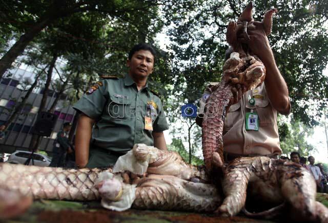 &#91;PENTING&#93;Akankah anak-cucu kita nanti bisa lihat hewan eksotis ini???&#91;PICT&#93;