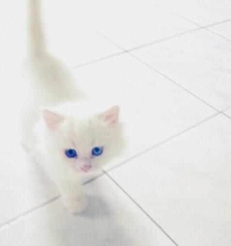 Kitten Persia