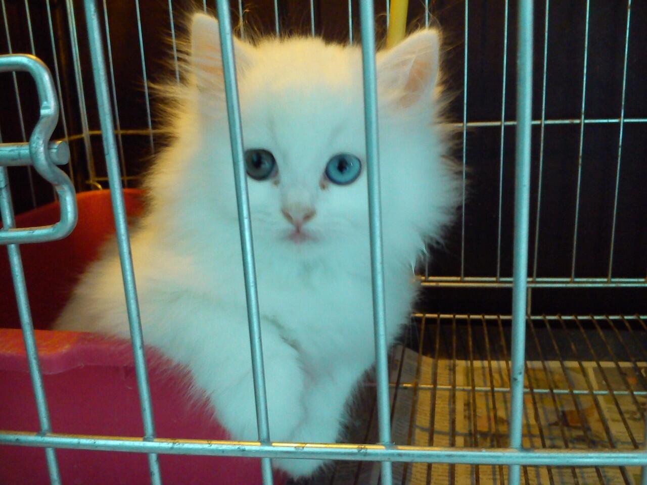 Kitten Persia