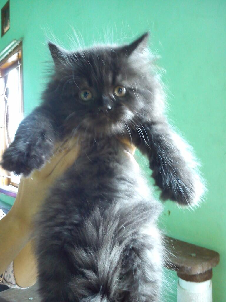 Kitten Persia