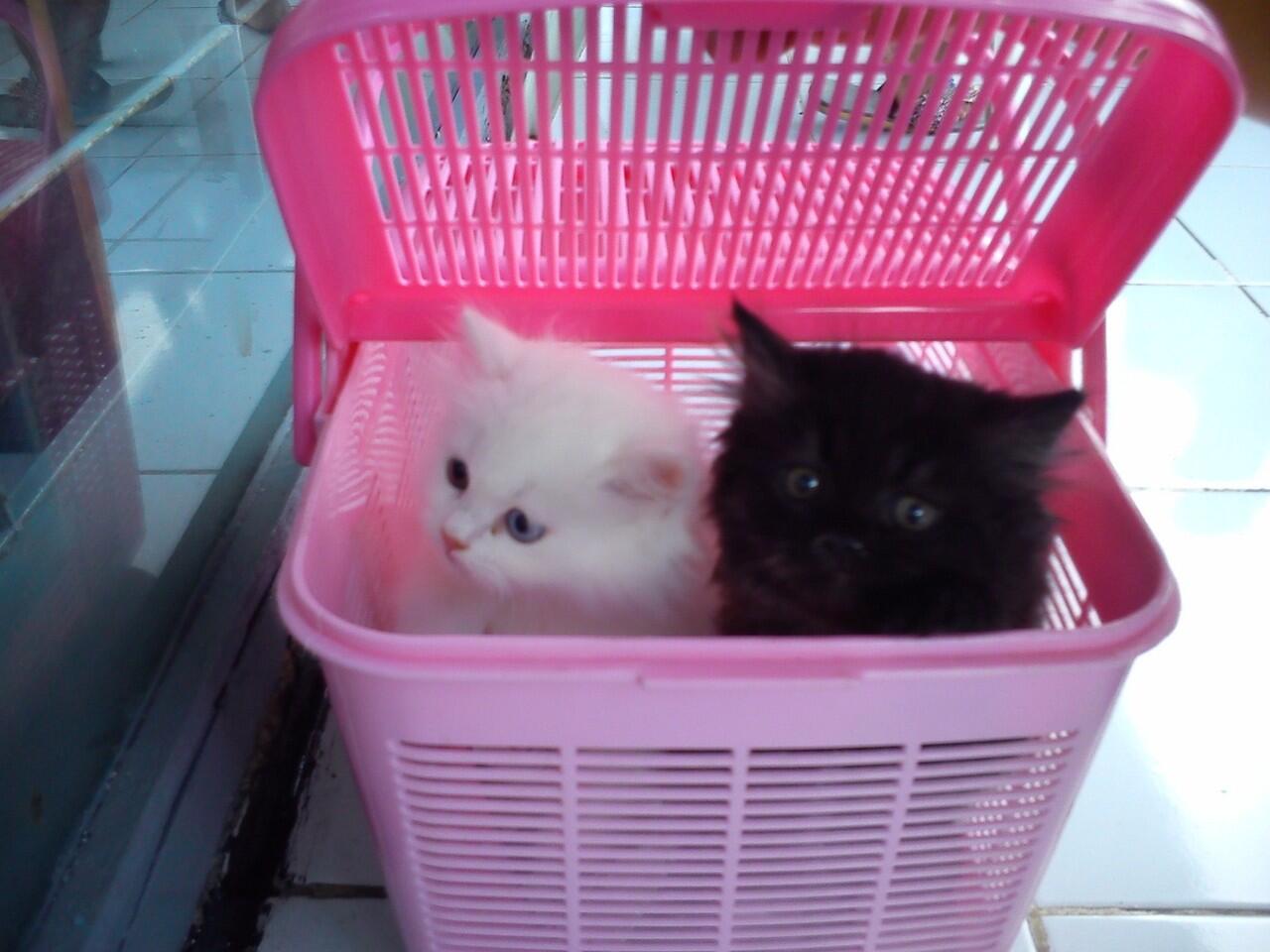 Kitten Persia