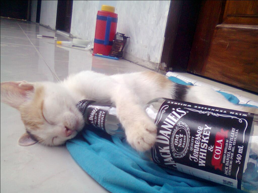 Iseng-iseng berhadiah Kucing Nakal