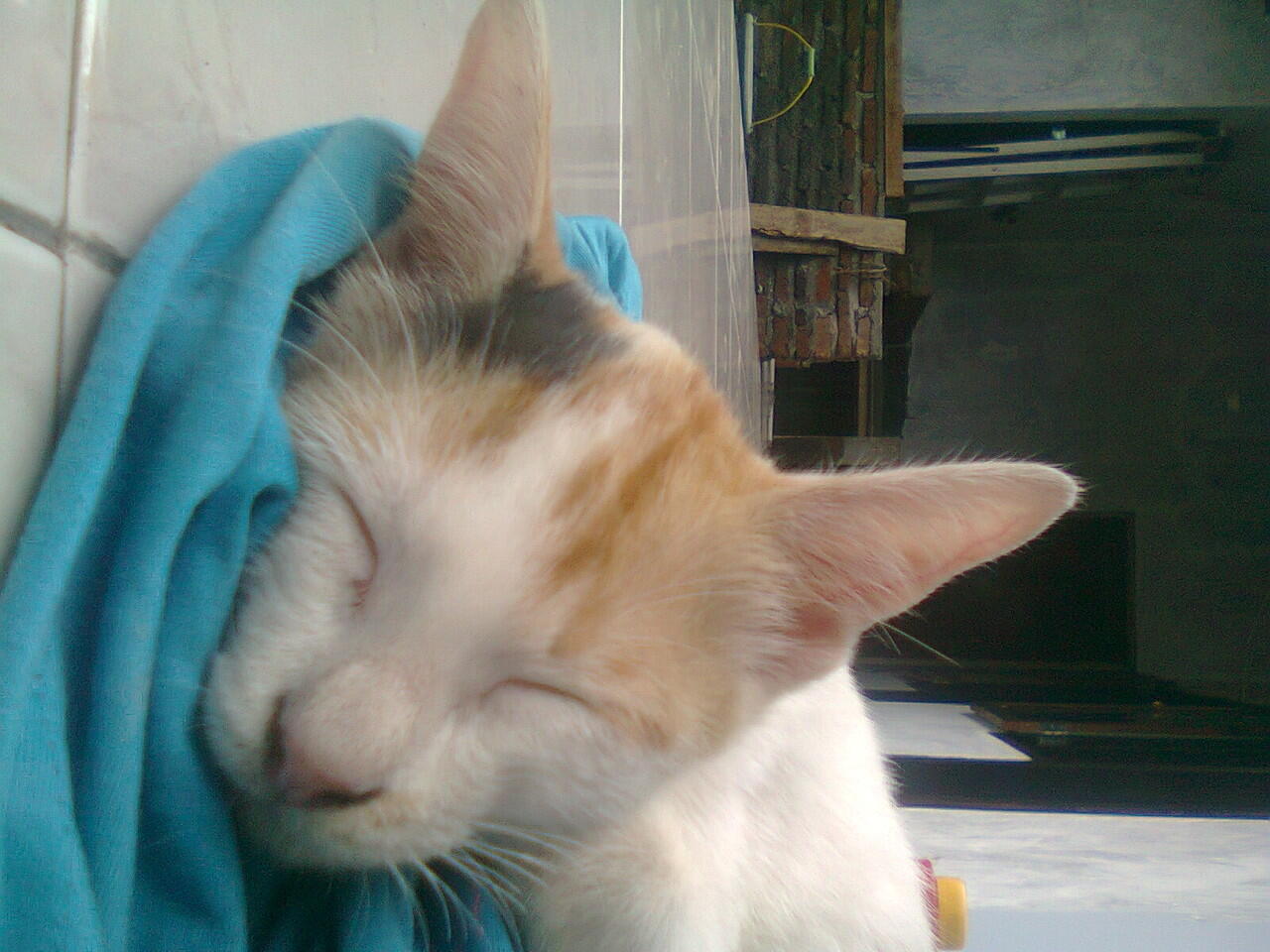 Iseng-iseng berhadiah Kucing Nakal