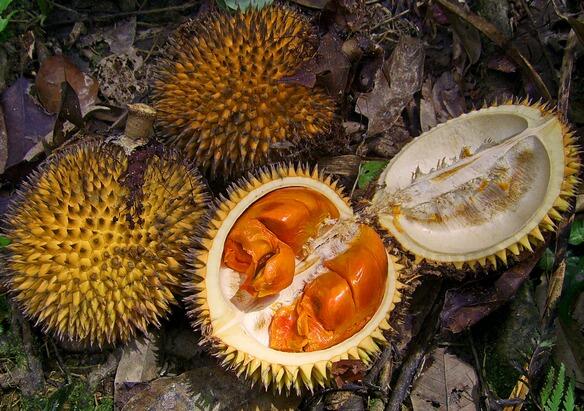 BUAH UNIK DARI KALIMANTAN