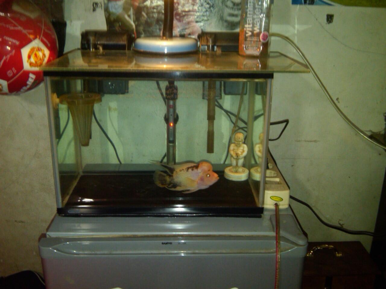 aquarium VOSSO 60cm dan GEX 45cm murah 2nd