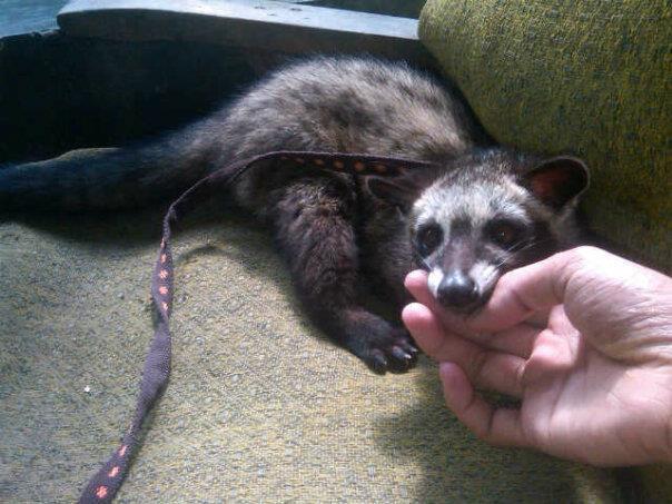 jual musang pandan