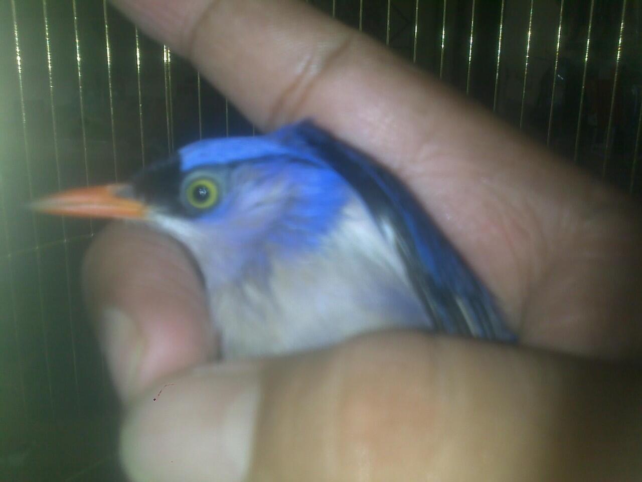 Rambatan Page 14 Kaskus