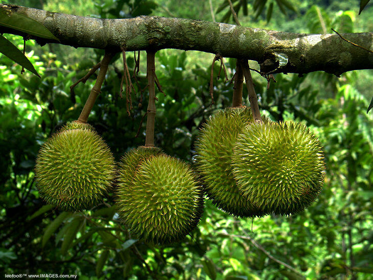 Usaha Durian laku gak yah?