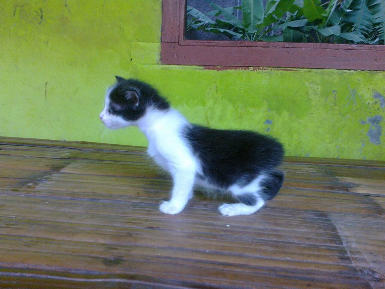 Terjual Anak kucing anggora  KASKUS