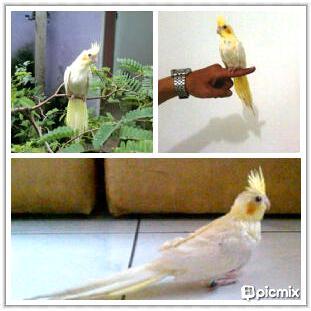 Cockatiel / Falk / Parkit Australia Lutino Mata Merah Jinak Total