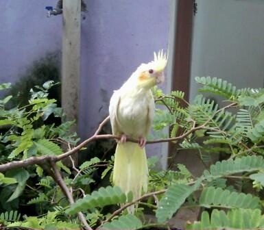 Cockatiel / Falk / Parkit Australia Lutino Mata Merah Jinak Total