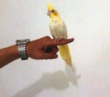 Cockatiel / Falk / Parkit Australia Lutino Mata Merah Jinak Total