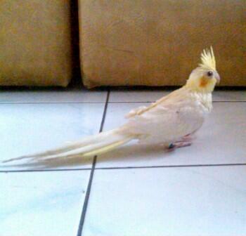 Cockatiel / Falk / Parkit Australia Lutino Mata Merah Jinak Total