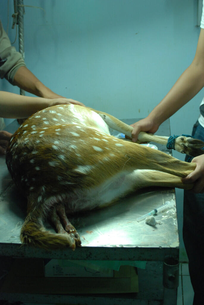 Mengintip proses rusa melahirkan cesar gan ( foto ane sendiri )