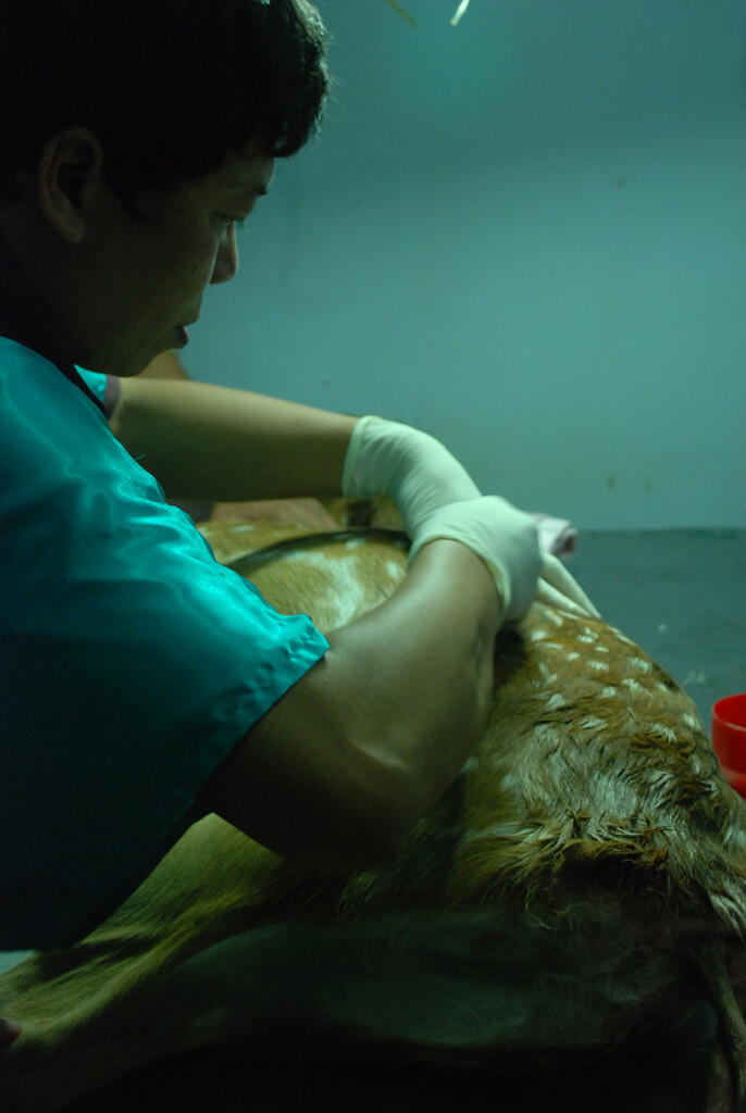 Mengintip proses rusa melahirkan cesar gan ( foto ane sendiri )