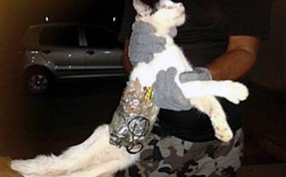 Kucing Tertangkap Basah Selundupkan Gergaji ke Penjara