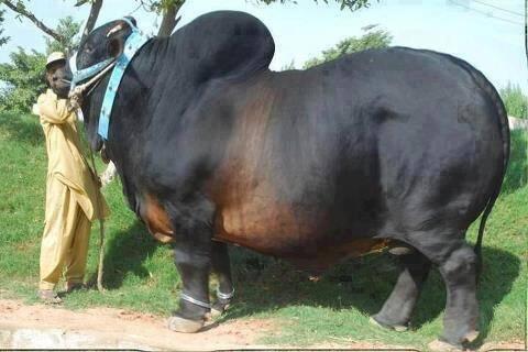SAPI TERBERAT DI DUNIA GAN