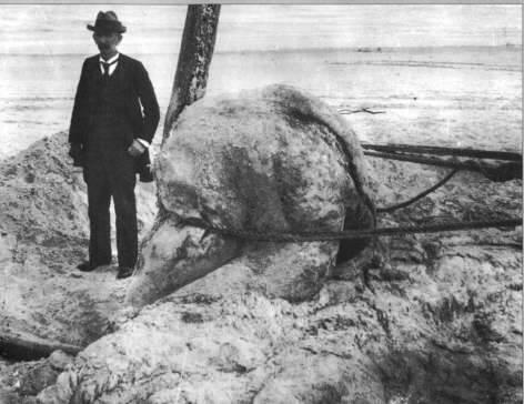 St. Augustine Monster - Penjelasan Misteri Bangkai Mahkluk Tak Dikenal di Florida