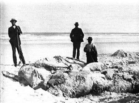 St. Augustine Monster - Penjelasan Misteri Bangkai Mahkluk Tak Dikenal di Florida