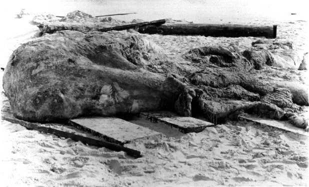 St. Augustine Monster - Penjelasan Misteri Bangkai Mahkluk Tak Dikenal di Florida