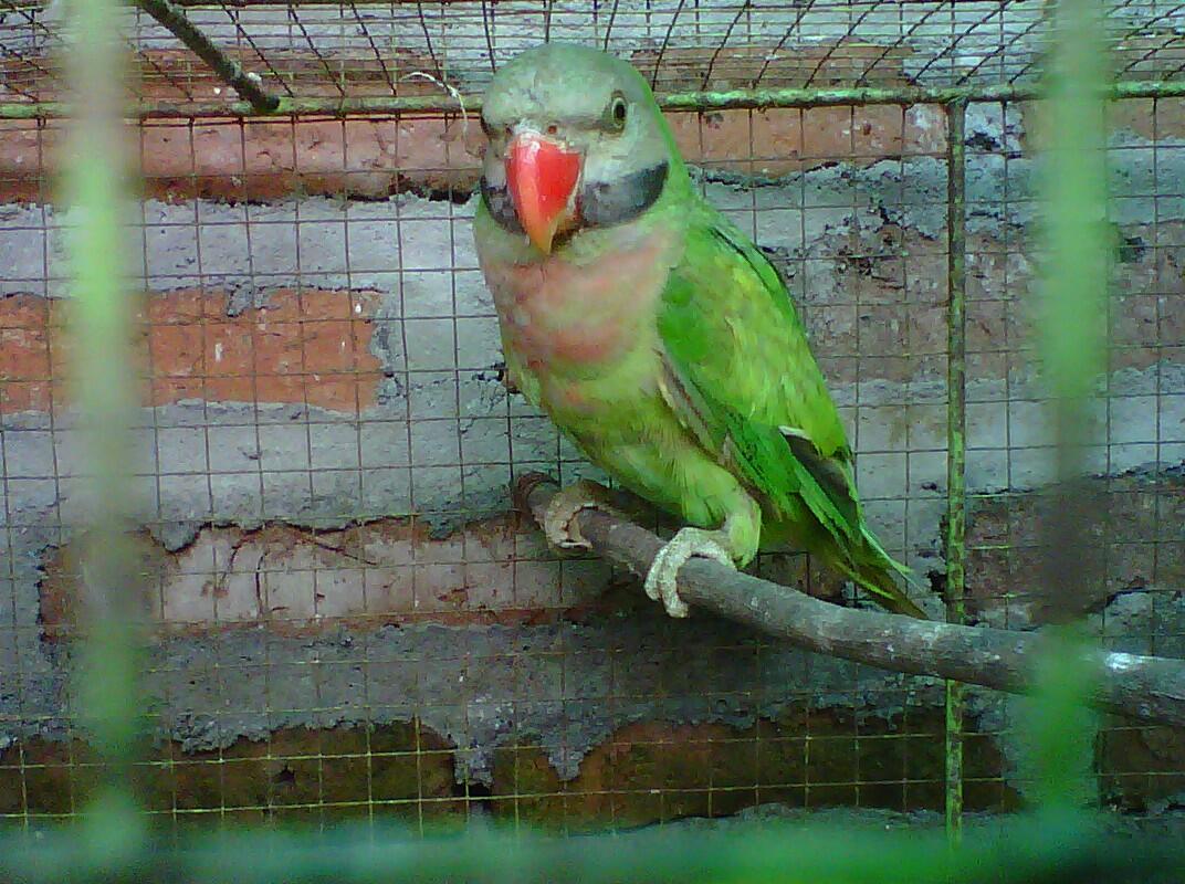 Burung Paruh Bengkok Ii Page 265 Kaskus