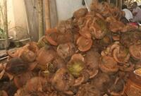 tiga bahan fital waria ...yg semuanya dari phon kelapa