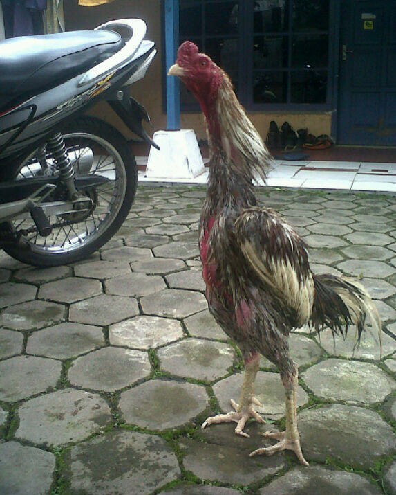 Jual Ayam Bangkok Semarang