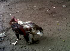 Jual Ayam Bangkok Semarang