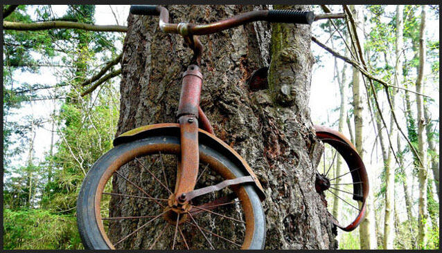 Sepeda Kuno di MAKAN Pohon Setelah 58 Tahun Hilang