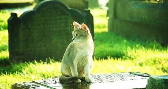 Kucing Ini Rajin Ziarah Kubur