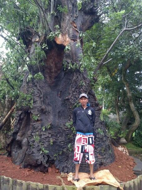 POHON ADANSONIADIGITATASUPER BESAR