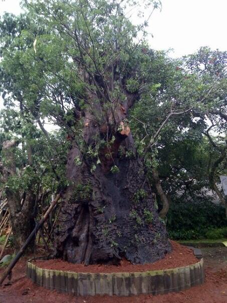POHON ADANSONIA DIGITATA ATAU KAKI GAJAH SUPER BESAR