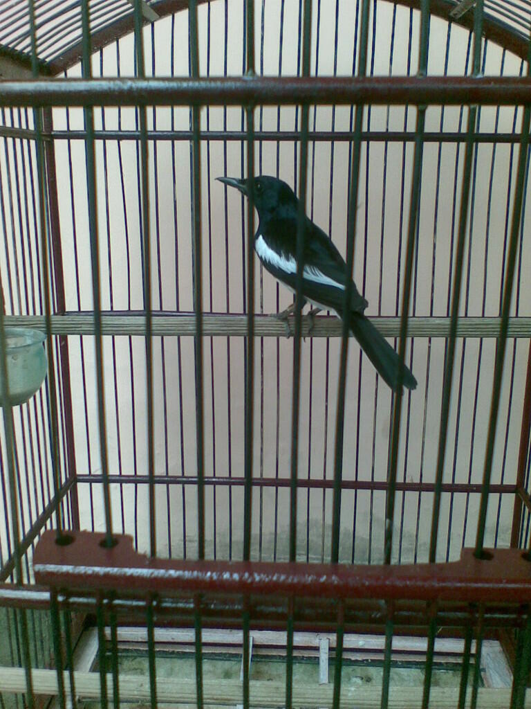 JUAL Borongan !!! MALANG