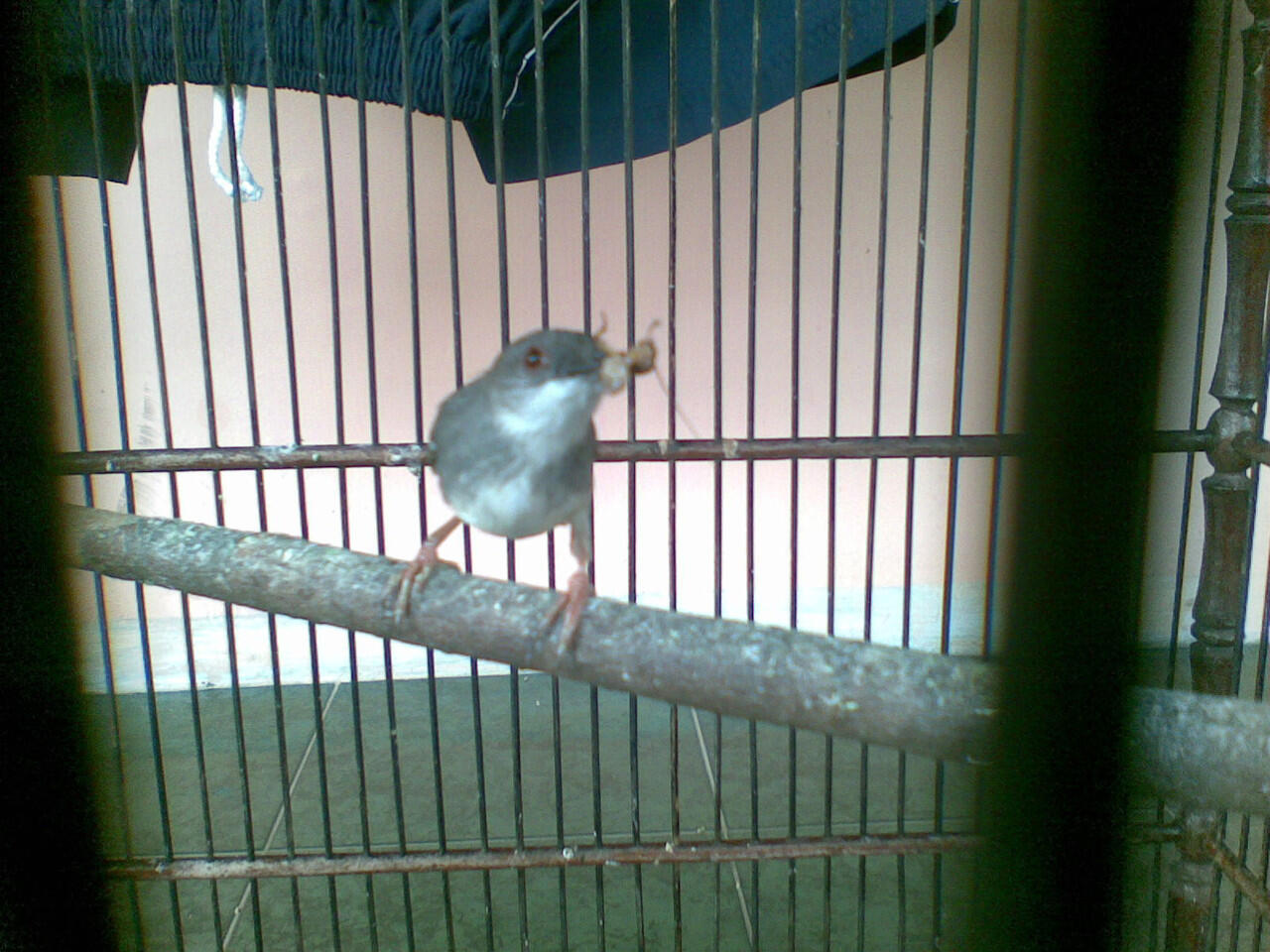 JUAL Borongan !!! MALANG