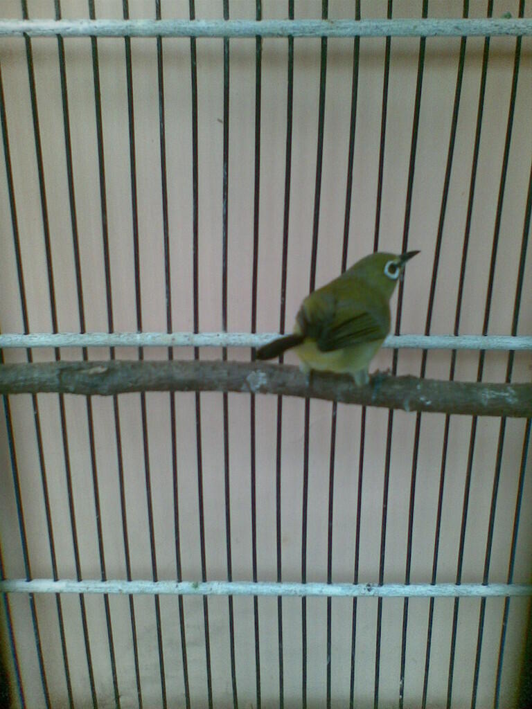 JUAL Borongan !!! MALANG
