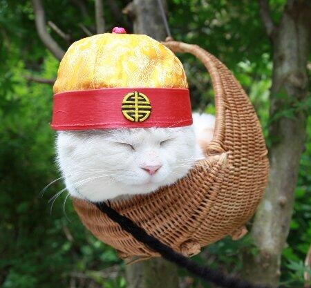Shiro Kucing Termalas di Dunia