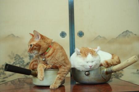 Shiro Kucing Termalas di Dunia