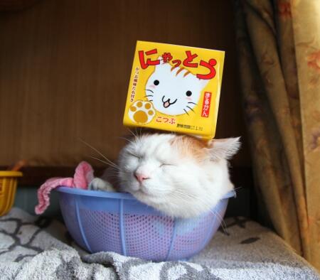Shiro Kucing Termalas di Dunia