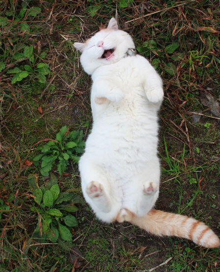 Shiro Kucing Termalas di Dunia