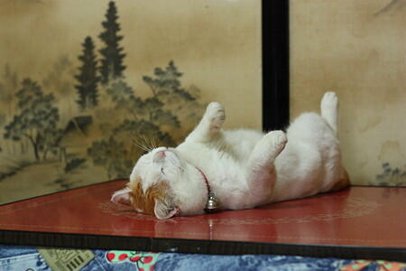 Shiro Kucing Termalas di Dunia