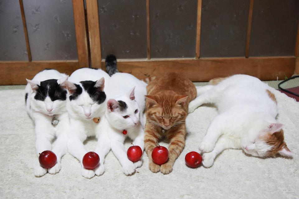 Shiro Kucing Termalas di Dunia