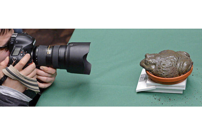 Bullfrog, Kodok Terbesar di Dunia Asal Afrika