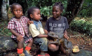Bullfrog, Kodok Terbesar di Dunia Asal Afrika
